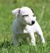 Chiots Jack Russell masculins et féminins