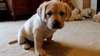 Je vous propose deux chiots Labrador pour adoption