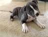 Chiots Staffordshire Terrier - photo 1