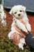 Affectueux et joyeux bichons maltais