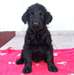 Chiots Noir Russe Terrier