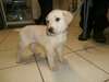Chiots Golden retriever