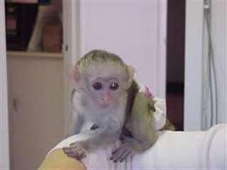 Extraordinaire singe capucin femelle &#224; donner