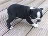 Chiots Boston Terrier.