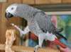 perroquets gris africains à vendre.