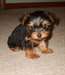 Chiots Yorkshire Terrier pour adoption