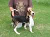 Chiots Treeing Walker Coonhound