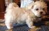 bichon maltais femelle de 3 mois