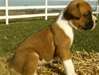 Chiots Boxer pour adoption.