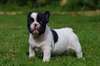 Bulldog français prêts pour leur nouvelle maison