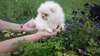 chiot poméranien