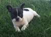 A donner une Bouledogue français Urgent
