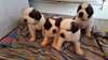 Saint Bernard chiots pour adoption - photo 1