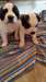 Saint Bernard chiots pour adoption - photo 3