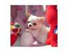 Très jolie chiot chihuahua femelle LOF a donner