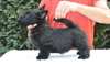 Adorable et magnifique chiot Scottish Terrier