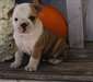 Chiots mignons de bouledogue anglais prêts