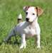 Jack Russell masculins et féminins pour adoption