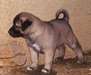 Chiots Anatolian Shepherd