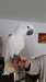 Adorable perroquet cacato&#232;s alba a donner - photo 1