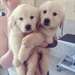 chiots golden retriever mâle et femelle