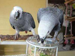 Magnifique couple perroquet gris du Gabon &#224; donner