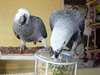 Magnifique couple perroquet gris du Gabon &#224; donner - photo 1