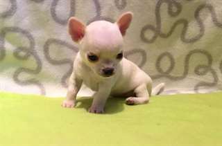 Chiot type Chihuahua