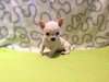 Chiot type Chihuahua