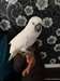 trés beaux perroquet cacatoes corella
