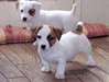 Jack Russell masculins et féminins pour adoption
