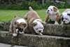 Chiots mignons de bouledogue anglais prêts