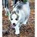 Chiots mignons de  siberian husky prêts pour leur