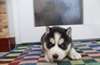 Chiots mignons de  siberian husky prêts pour leur