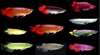 Arowana poissons et beaucoup d'autres disponi