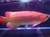 Arowana poissons et beaucoup d'autres disponi