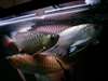 Arowana poissons et beaucoup d'autres disponi