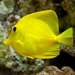 Arowana poissons et beaucoup d'autres disponibles
