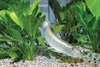 Arowana poissons et beaucoup d'autres disponibles