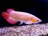 Arowana poissons et beaucoup d'autres disponi