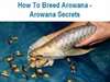 Qualité or 24K Arowana poissons et beaucoup d'autr