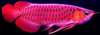 Qualité or 24K Arowana poissons et beaucoup d'autr