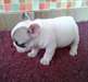 A donner très beau chiot Bouledogue Français