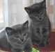 4 chatons de race chartreux au Loof
