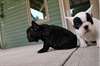 CHIOTS LOVELY BULLDOG ANGLAIS