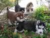 Chiots husky de Sibérie disponibles pour adoption