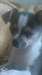 Chiot Chihuahua LOF