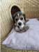 Chiots Beagle