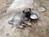 chiots keeshond