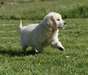 Je donne jolie Petit Chiot golden retriever mâle